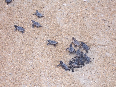 M2M technology from Telit Wireless Solutions to help turtles and tourism on the US North Carolina coast