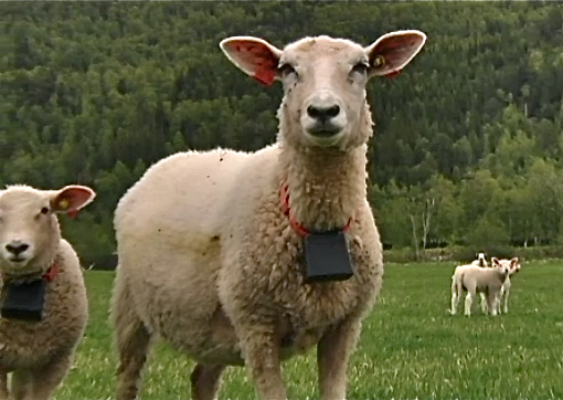 Globalstar equips FindMySheep with 12,000 transmitters for satellite-based M2M animal tracking