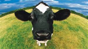 The customers will be heard, and the herd will be customers