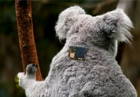 Conservationists track koalas and monitor their welfare using a Telit tracking collar