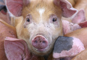The Internet of Pigs is set to fly