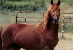 Smart farming: Monitoring horses and equine facility management with Waspmote