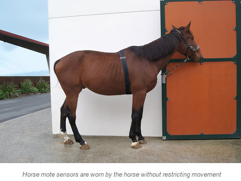 horse