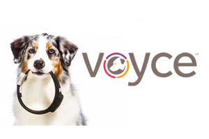 When even Fido has a FitBit….