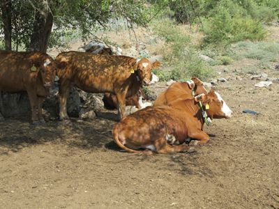MOOnitor selects Globalstar tech chosen for cattle collar to increase beef yields