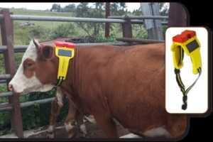 Telefónica partners with Cattle-Watch providing IoT connectivity solutions to the cattle industry