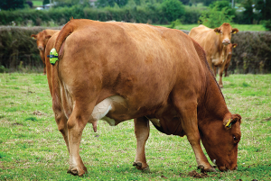 Cattle mortality could be cut by 80% as 150,000 calves are born safely with Moocall and Vodafone IoT