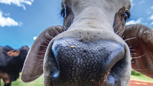 IoT in agriculture tells tales of the ubiquitous, connected cow – and other connected things