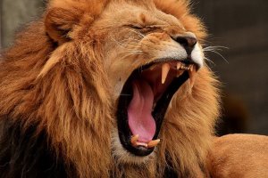 Telcos must be cautiously aggressive to ‘Roar out of Recession’