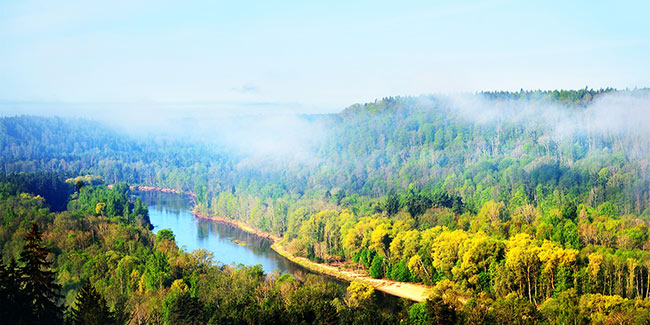 Milesight Digitalizes Forest Changes and Growth into Data in Latvia