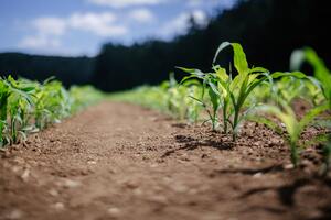 Wyld Networks and Agrology to use satellite IoT so farms can collect data in remote locations