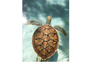 Hatching an IoT plan to save the turtle from extinction