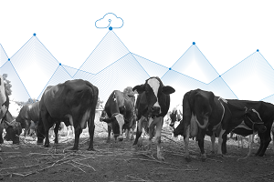 How can IoT revolutionise dairy farming?
