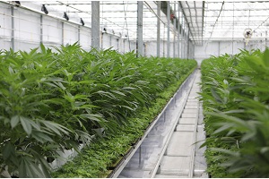 Water Ways receives a repeat order for its medical cannabis IoT irrigation, fertilisation system