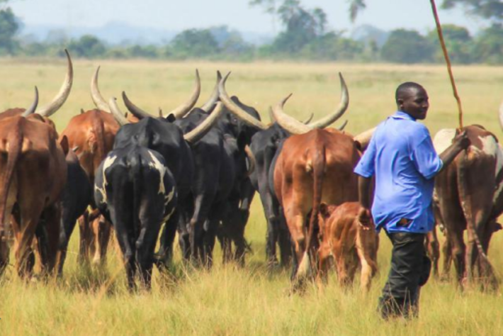 floLIVE facilitates Streamline’s real-time livestock tracking, with NB-IoT and satellite connectivity