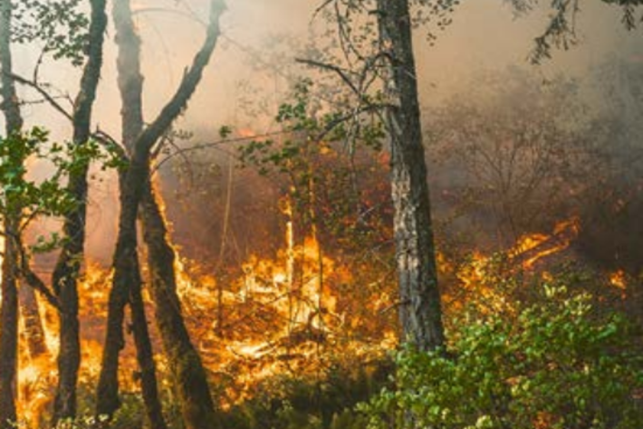 Kinéis uses satellite-based IoT connectivity for early forest fire detection