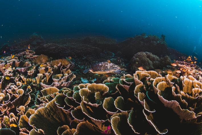 Orange Business and Tēnaka partner to restore coral reefs in Malaysia