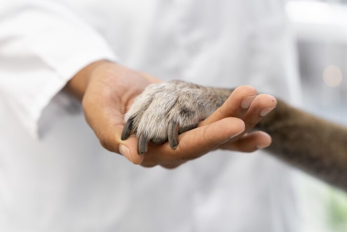 How PetPace and TelmyVet improve animal health